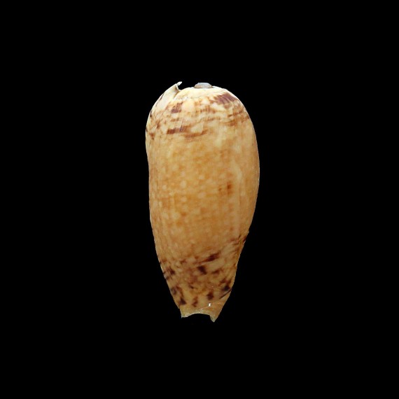 bullatiana 46,0mm