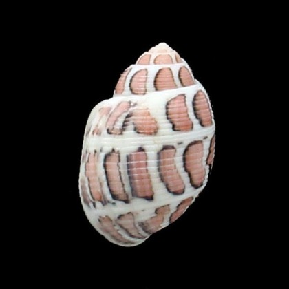eloisae 31,1mm BIG