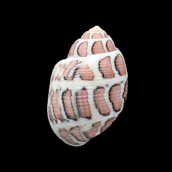 eloisae 31,1mm BIG