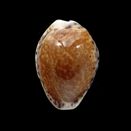 acicularis 20,4mm DARK