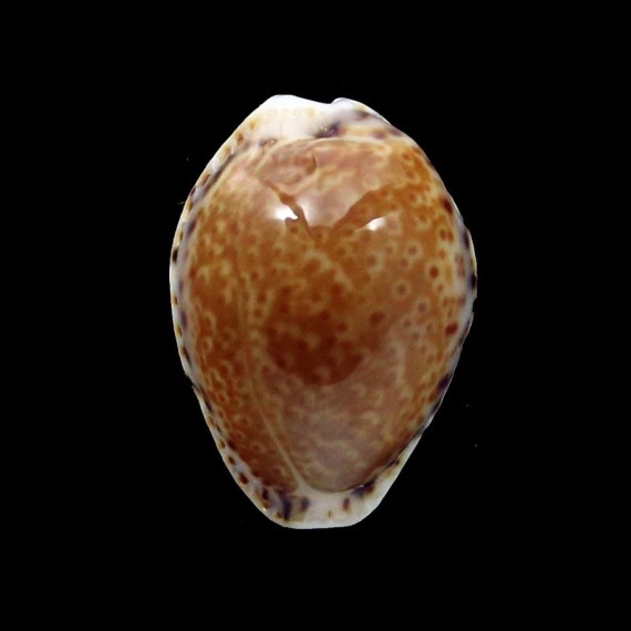 acicularis 20,4mm DARK