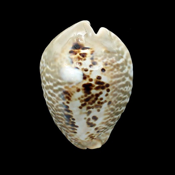 mus bicornis 60,0mm BIG