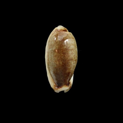 cylindrica 32,5mm NR