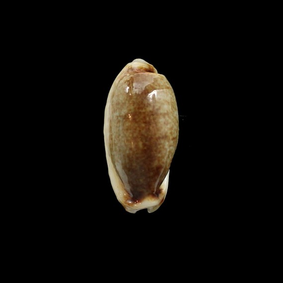 cylindrica 32,5mm NR