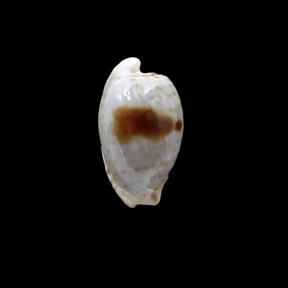 alfredensis 24,0mm