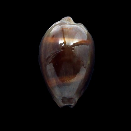 adusta persica dilatata 47,0mm BIG
