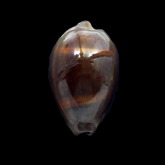 adusta persica dilatata 47,0mm BIG
