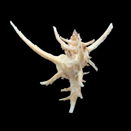 axicornis 72,0mm SUPERB
