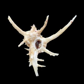 axicornis 72,0mm SUPERB