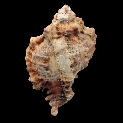 pomum 121,0mm MONSTER