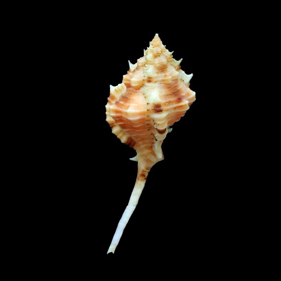 cailleti 60,2mm RARE COLOR