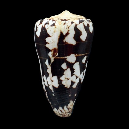 nocturnus  76,0mm BIG