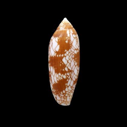 auratinus 54,8mm