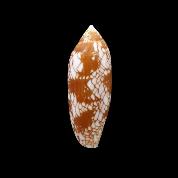 auratinus 54,8mm