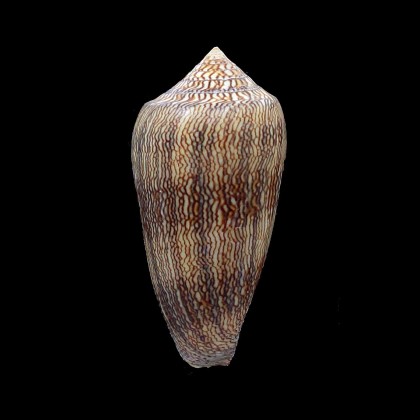 cholmondeleyi 59,2mm