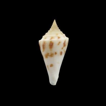 arcuatus 39,5mm