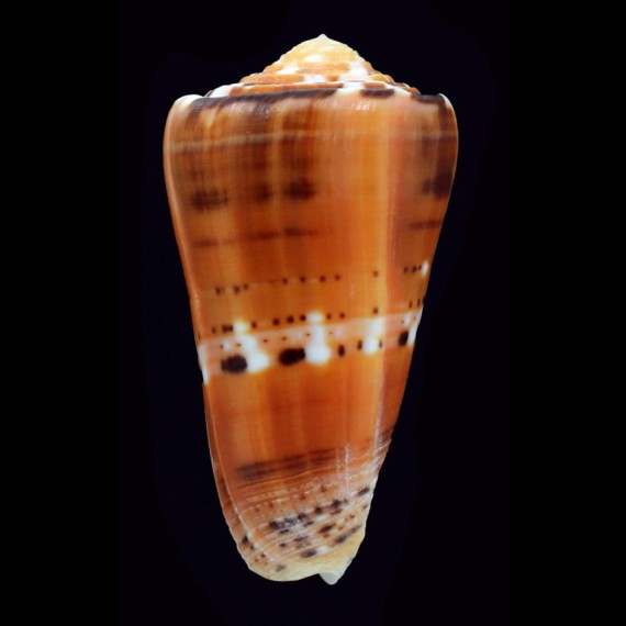 barthelemyi 60,1mm Mauritius
