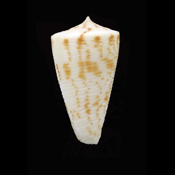 lizardensis 35,0mm BIG