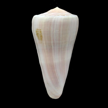 berdulinus 88,0mm BIG