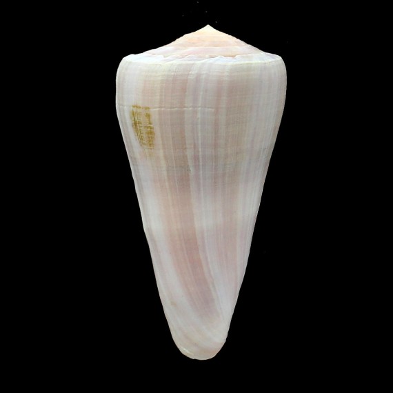 berdulinus 88,0mm BIG