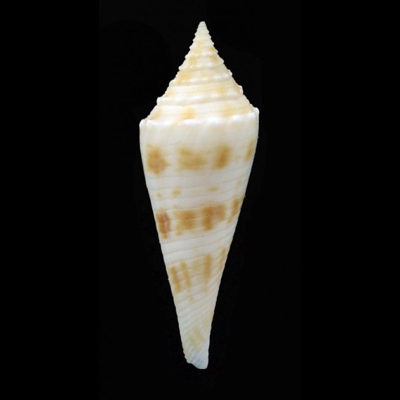 coriollisi 34,0mm RARITY