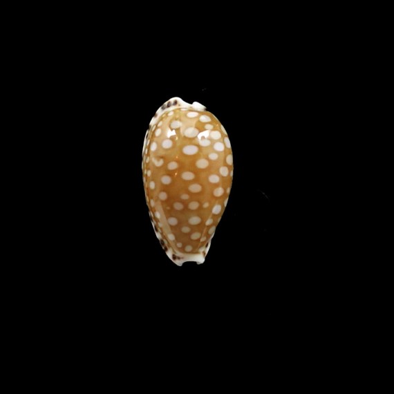 astaryi 23,0mm SUPERB
