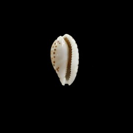 astaryi 23,0mm SUPERB