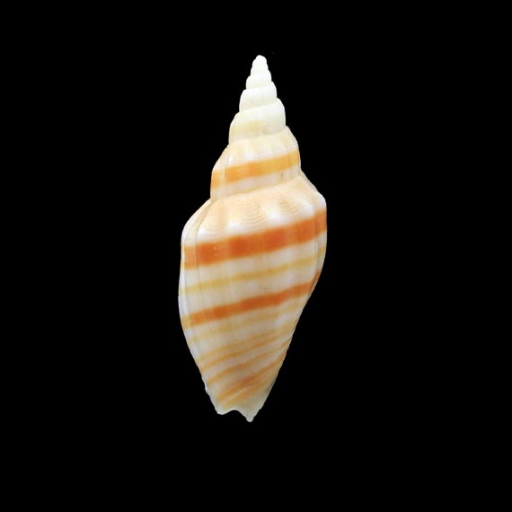 kosibayensis 46,0mm RARITY