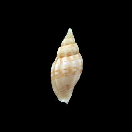 poppei 34,0mm RARITY