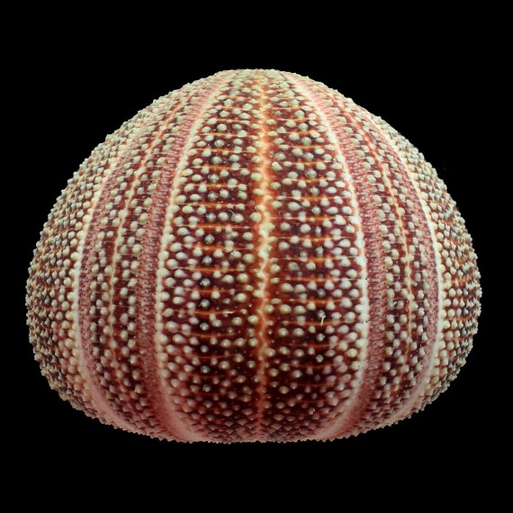 esculentus 132,0mm BIG
