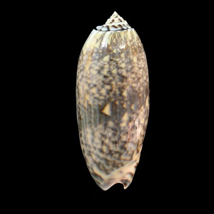 tremulina 84,0mm