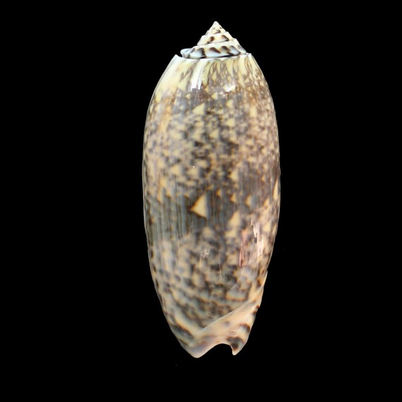 tremulina 84,0mm