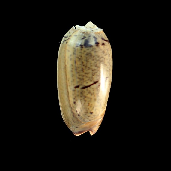 vidua albofasciata 66,0mm BIG