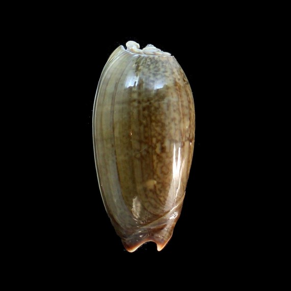 vidua albofasciata 60,0mm BIG