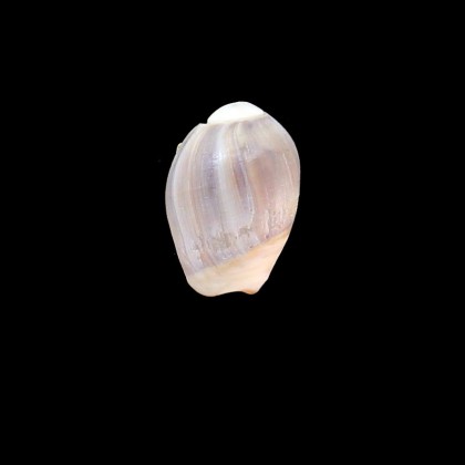 deshayesiana 26,0mm RARE