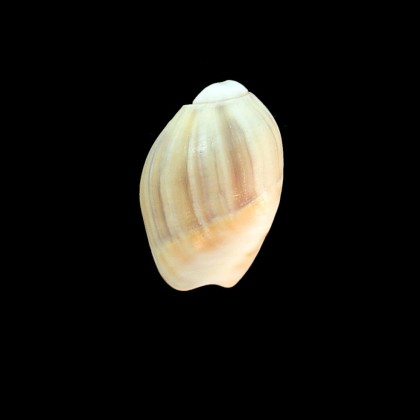 vesica 38,0mm