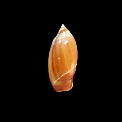chrysoma 39,0mm