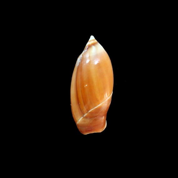 chrysoma 39,0mm