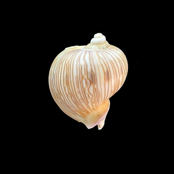 lineatum 29,0mm
