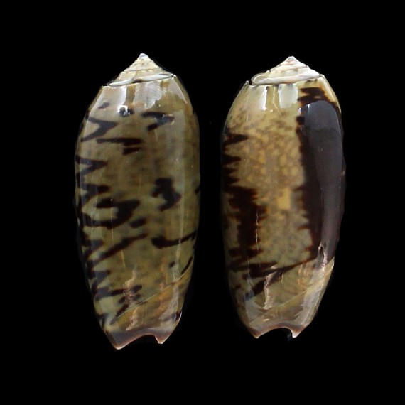 LOT of 2 vidua fulminans