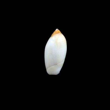 marmorata pura 18,0mm
