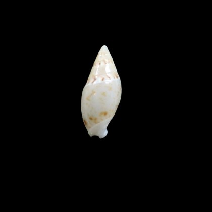 lineata 18,0mm RARE