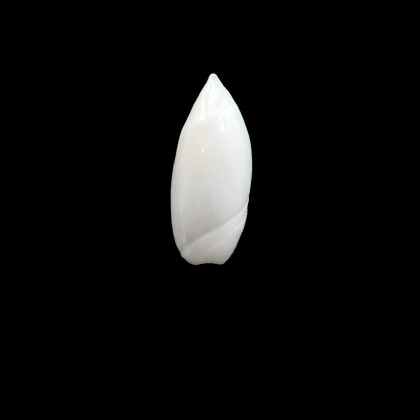 ampla 21,0mm