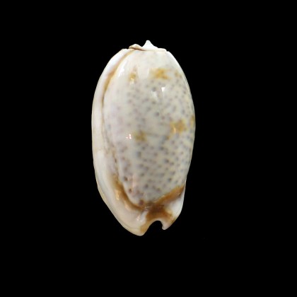 bulbosa labiapicta 45,3mm BIG
