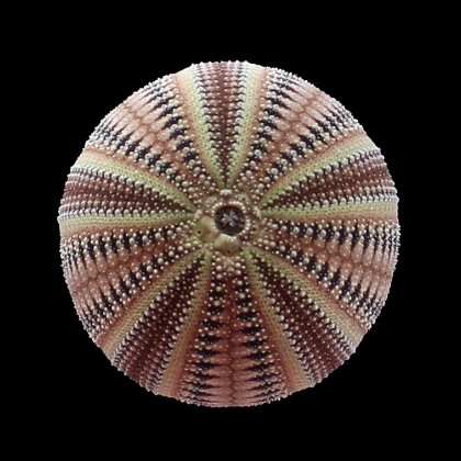 formosus 36,5mm BIG
