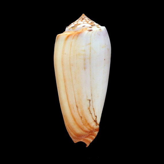 subfloridus 77,0mm