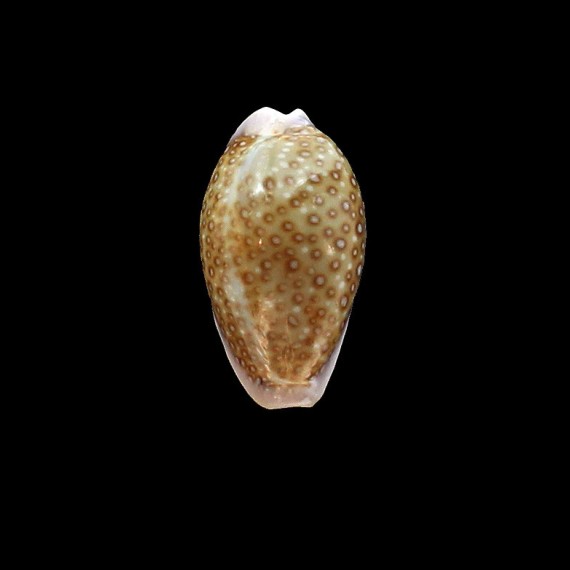 albuginosa 28,6mm BIG