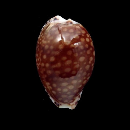 gaskoini 21,8mm DARK