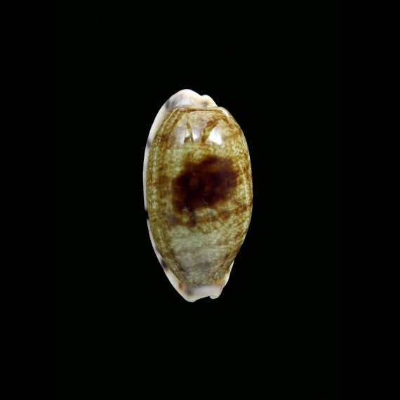 teres panamensis 32,0mm