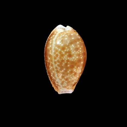 helvola 32,0mm BIG SA